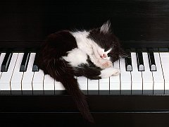 Bed of Ivory